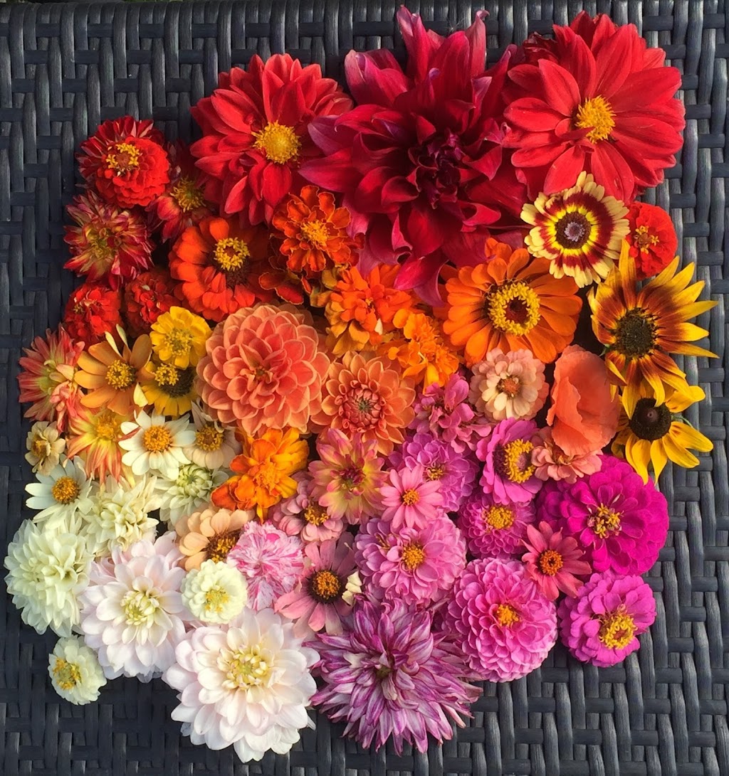 Biggar Blooms | 9820 Biggar Rd, Niagara Falls, ON L0S 1K0, Canada | Phone: (905) 359-6979
