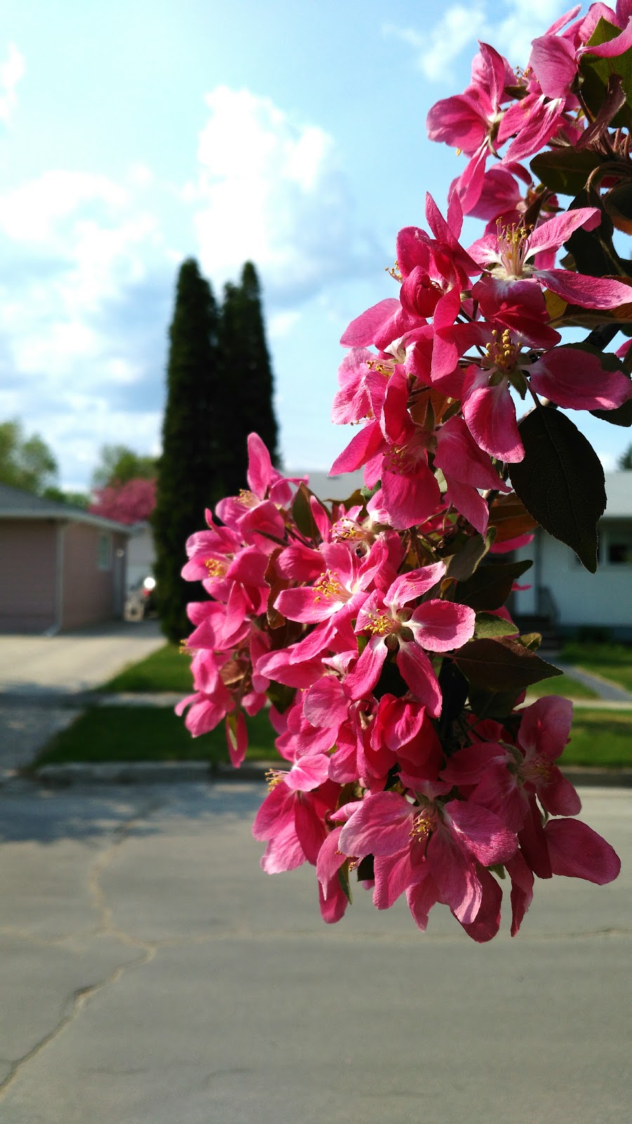 Beaumont Park | Beaumont, Winnipeg, MB R3T, Canada