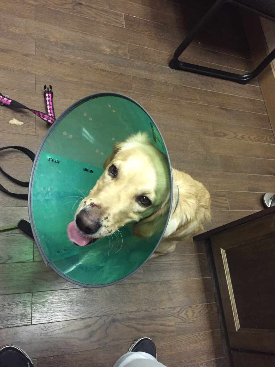 Cambrian Animal Hospital Ltd | 765 Northmount Dr NW, Calgary, AB T2L 0A1, Canada | Phone: (403) 457-3911