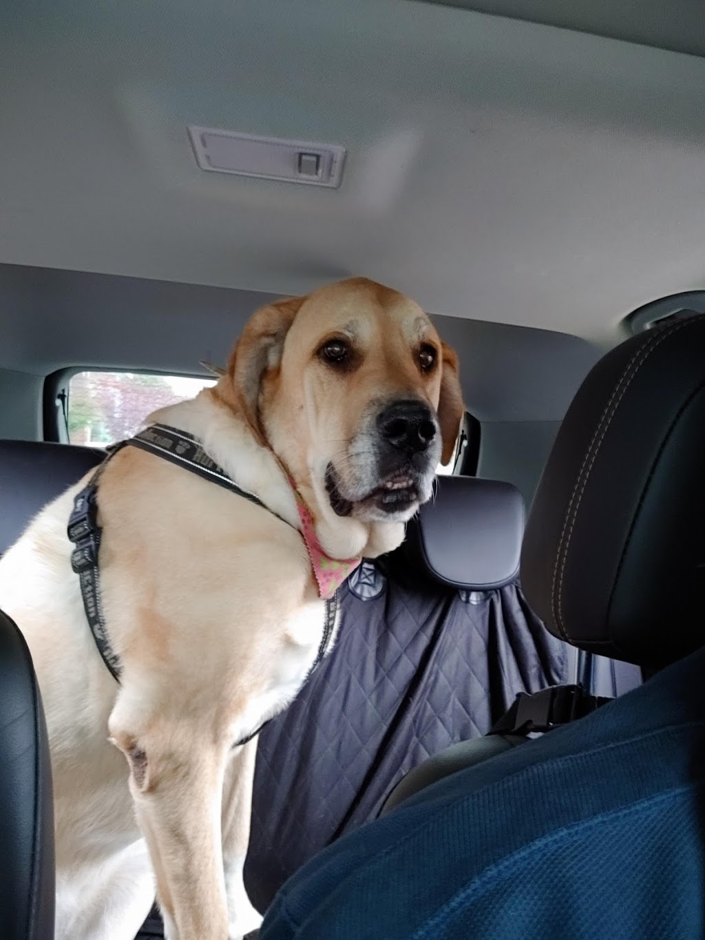 Highway 7 Veterinary Hospital | 25 Ottawa St E, Havelock, ON K0L 1Z0, Canada | Phone: (705) 778-2535