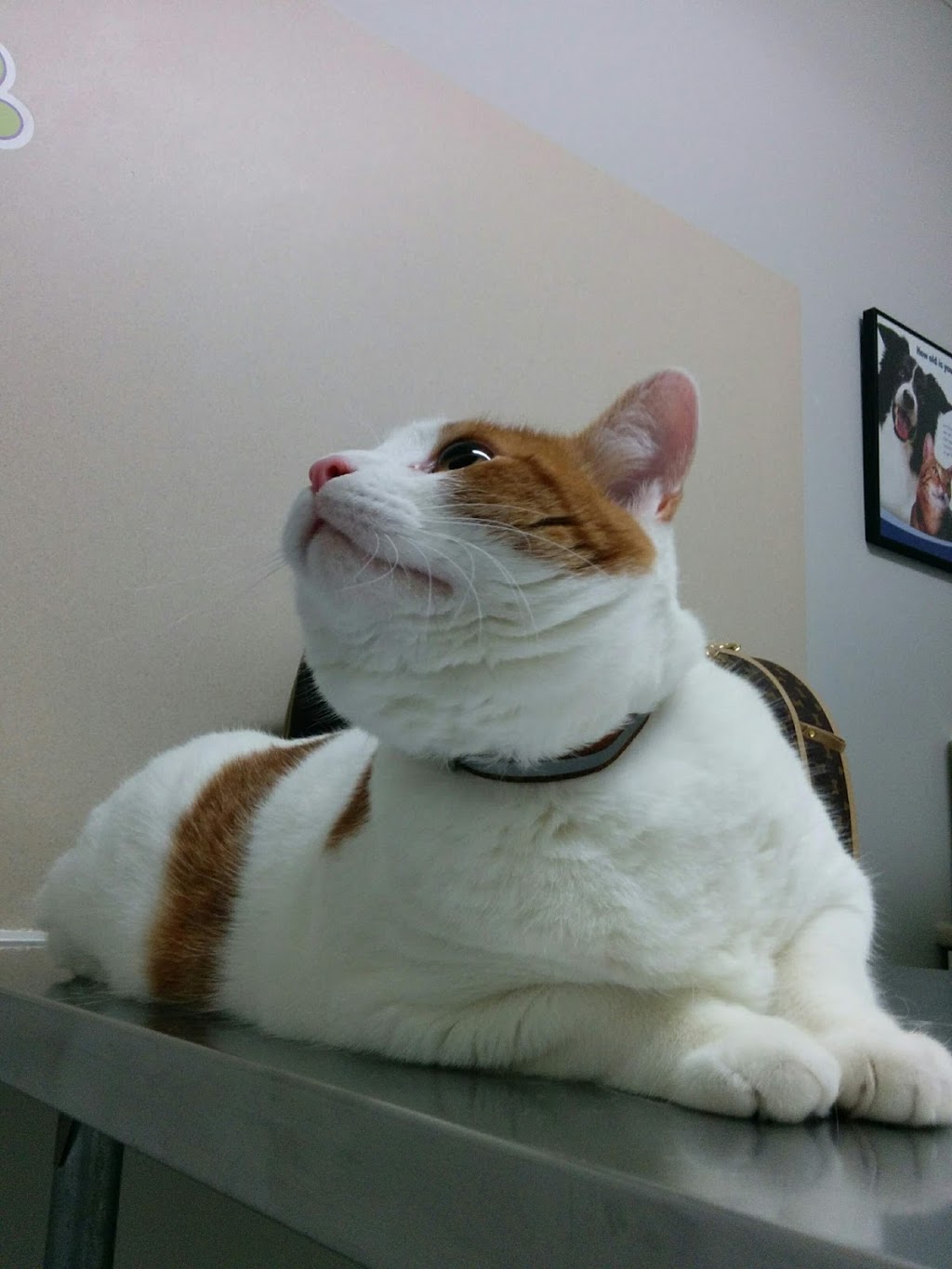 Niagara Veterinary Services | 7652 Regional Rd 57, Niagara Falls, ON L2H 1A2, Canada | Phone: (905) 353-9069