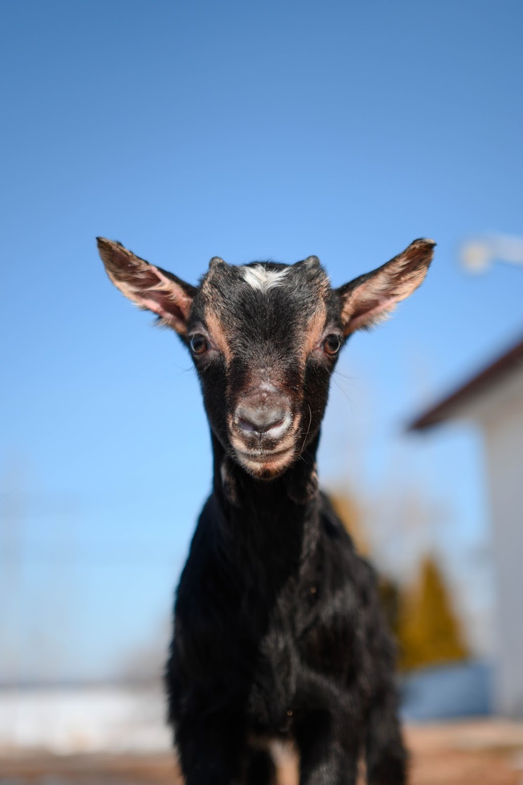 Ferme La Traditionnelle | 47 principale, Saint-Gilbert, QC G0A 3T0, Canada | Phone: (418) 284-3750