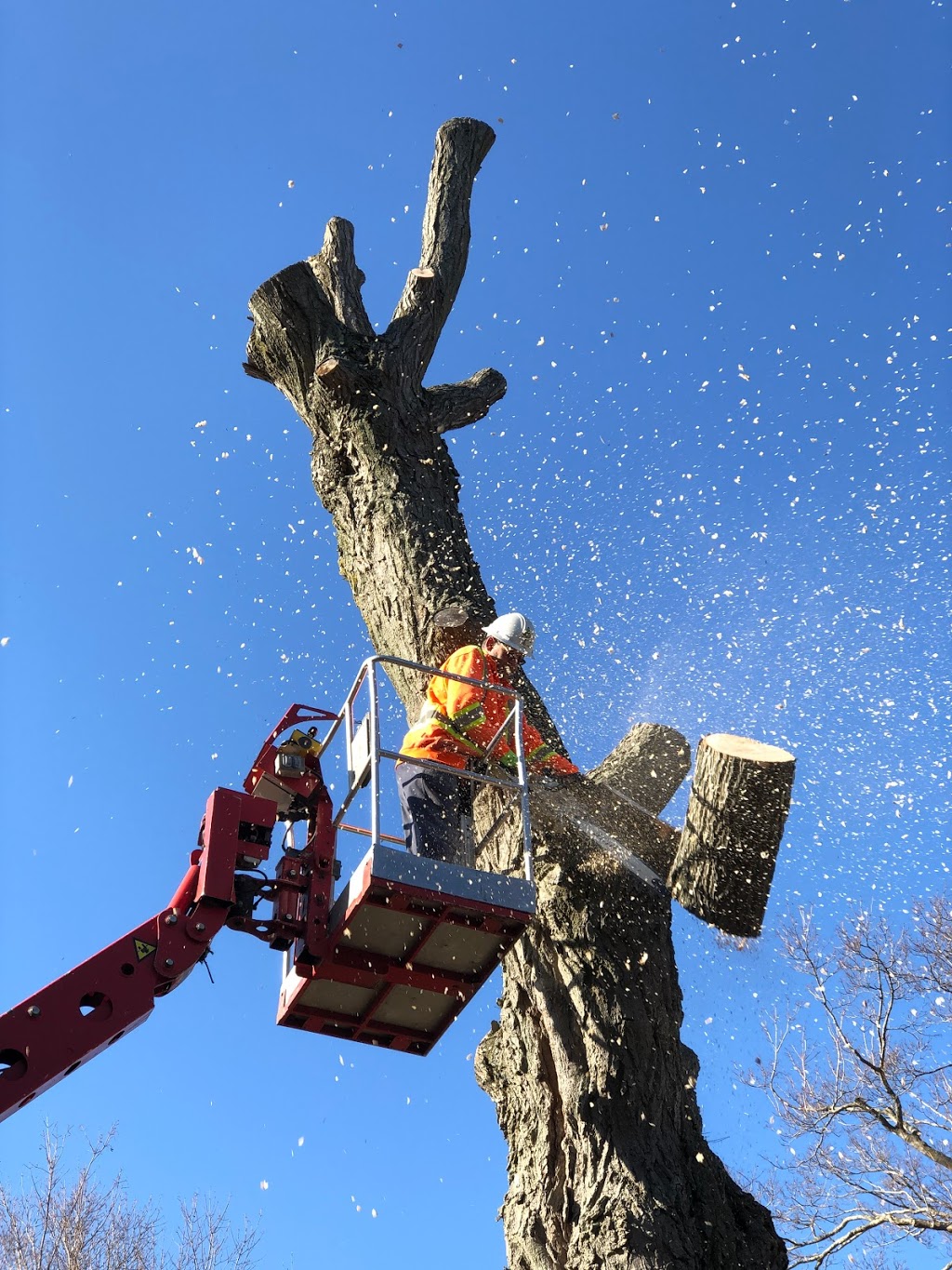 Florapine Tree Service Inc. | 8768 ON-6, Arthur, ON N0G 1A0, Canada | Phone: (519) 669-1836