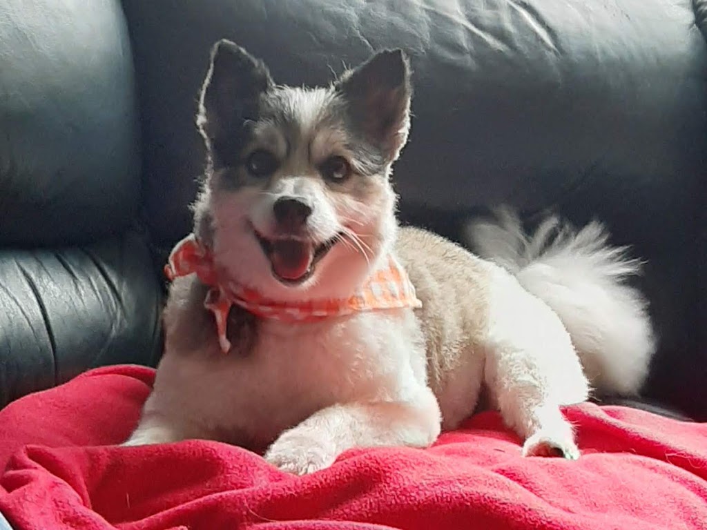 Furry Kids Mobile Pet SPA- dog & cat grooming | 13930 20 Ave, Surrey, BC V4A 2A1, Canada | Phone: (778) 838-3080