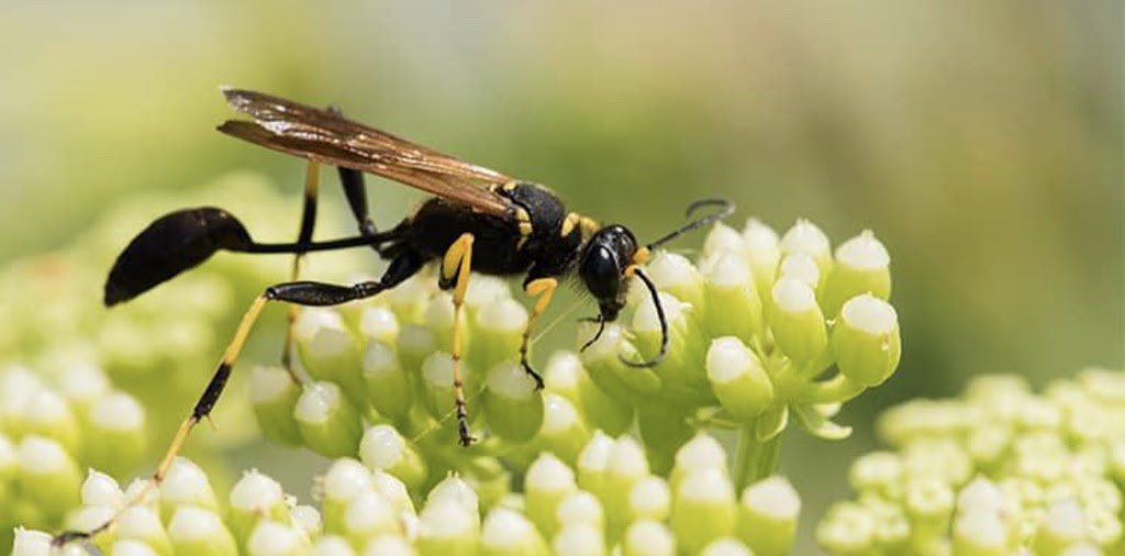 Mr. EXTERMINATOR | 793016, Simcoe road 124, Singhampton, ON N0C 1M0, Canada | Phone: (705) 888-0029