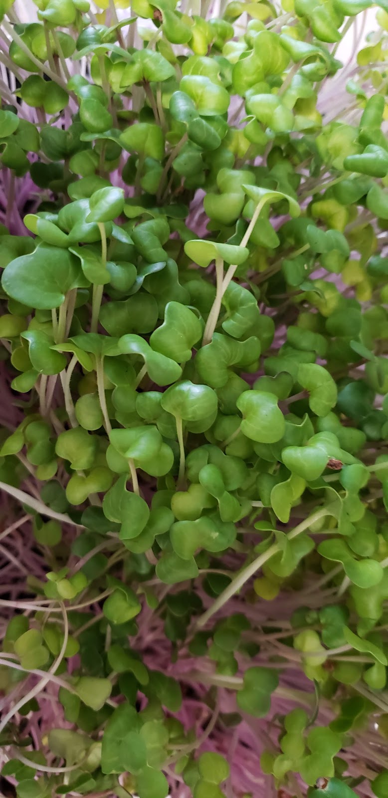 Meadowlands Microgreens | 1157 Meadowlands Dr E, Ottawa, ON K2E 6J5, Canada | Phone: (514) 346-7211