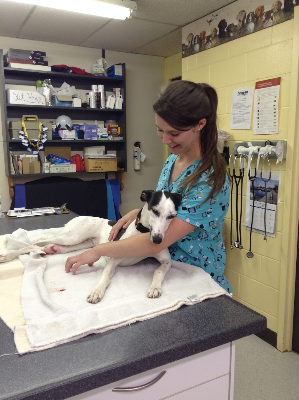 Pine Ridge Veterinary Clinic | 483 Ontario St, Cobourg, ON K9A 3C1, Canada | Phone: (905) 372-2721