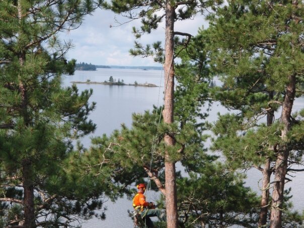 Tree North Inc. | 11 The Granite Bluff, Bracebridge, ON P1L 1L4, Canada | Phone: (705) 221-6860
