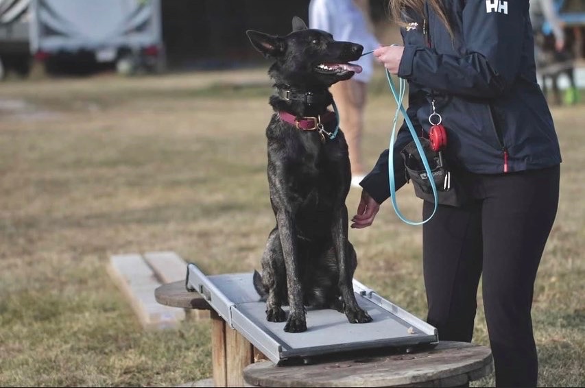 Paws Unleashed AB | 45076 AB-11, Condor, AB T0M 0P0, Canada | Phone: (403) 304-9738
