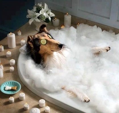 Langley Home Plumbing & Heating | 20821 Fraser Hwy #47, Langley City, BC V3A 0B6, Canada | Phone: (604) 868-6843