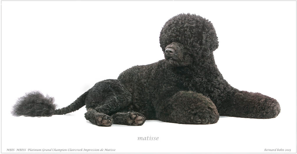 Claircreek Portuguese Water Dogs - Board and Train and other services | 7907 16 Line, Arthur, ON N0G 1A0, Canada | Phone: (519) 241-5353