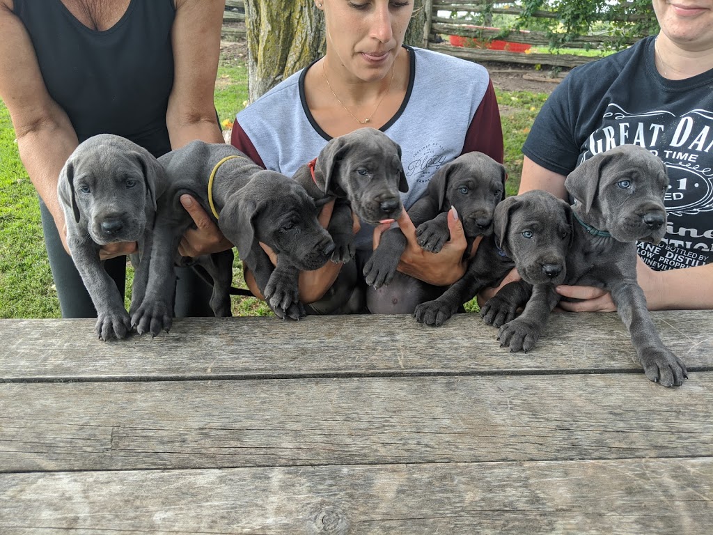 Dantry Danes | 44445 Gough Rd, Gorrie, ON N0G 1X0, Canada | Phone: (519) 335-3969