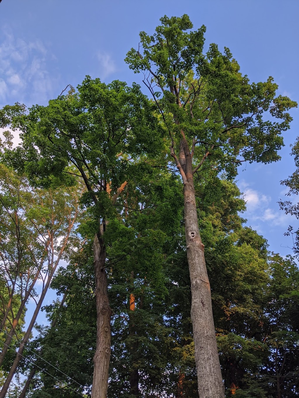 King Tree Service | 19 Dianne Ave, Cambridge, ON N1S 3J4, Canada | Phone: (519) 620-7165