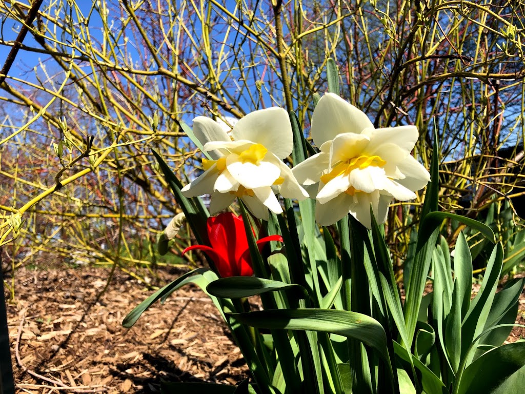 Kenaston Gardens Parkette | Kenaston Gardens Parkette, 12 Kenaston Gardens, North York, ON M2K 1G8, Canada | Phone: (416) 338-4386