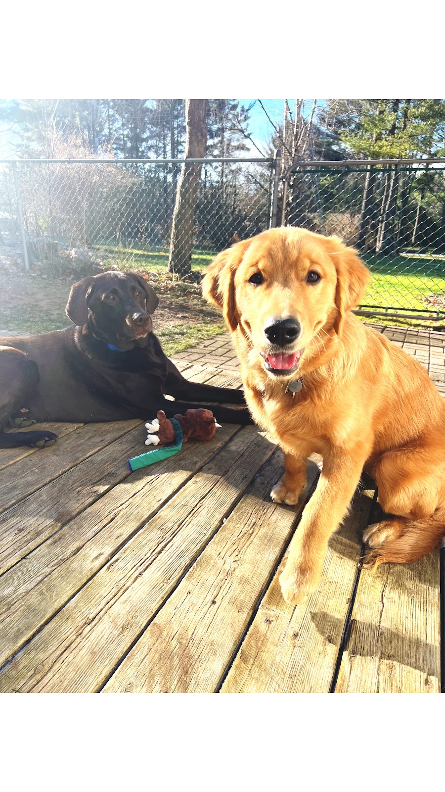 Dog Country | Luella Blvd, Minesing, ON L9X 0X1, Canada | Phone: (705) 791-3161
