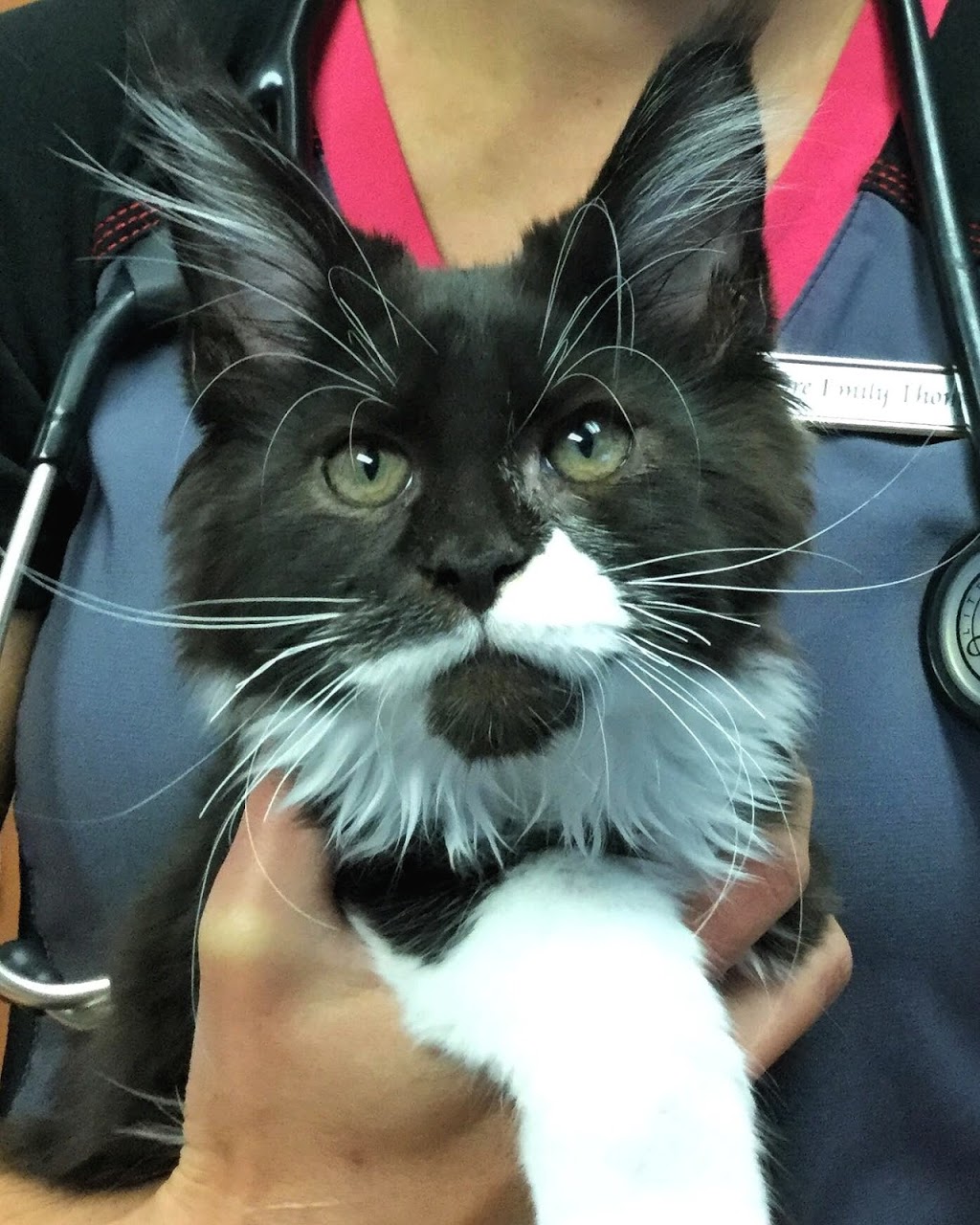 Poirier OBrien Veterinary Hospital | 410 Boulevard Saint-Jean-Baptiste, Mercier, QC J6R 2B3, Canada | Phone: (450) 692-0777