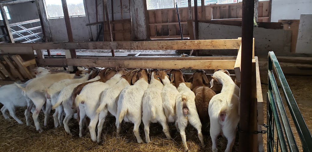 Grassy Ridge Farms | 7092 S Chippawa Rd, Wellandport, ON L0R 2J0, Canada | Phone: (905) 746-9635