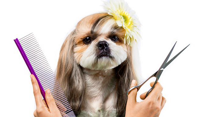 Hounds Like Fun!!! | 759 Northmount Dr NW, Calgary, AB T2L 0A1, Canada | Phone: (403) 289-2208