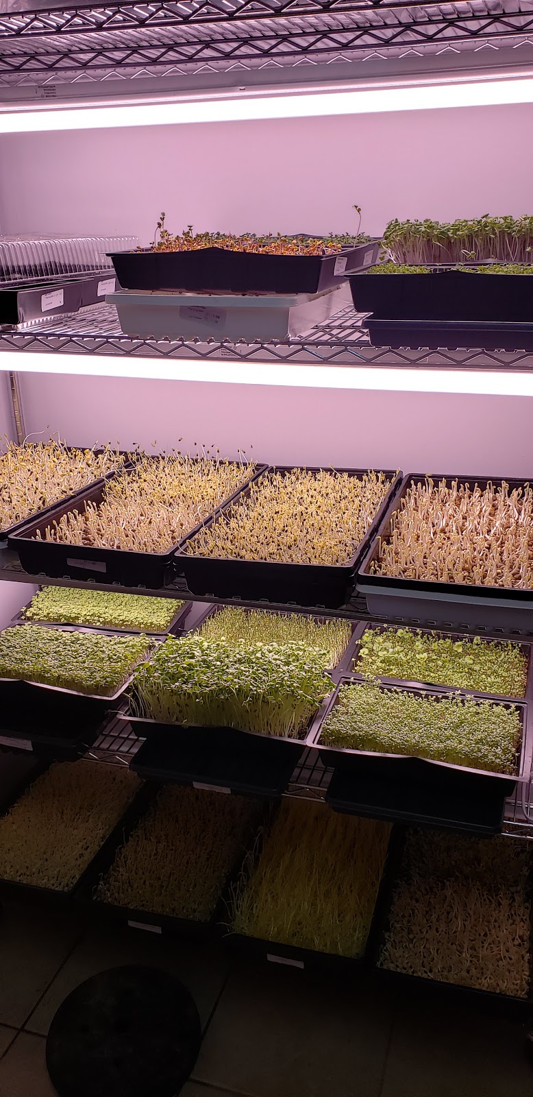 Ritas veggies farm | 4823 Thirty Rd N, Beamsville, ON L0R 1B3, Canada | Phone: (905) 587-0200