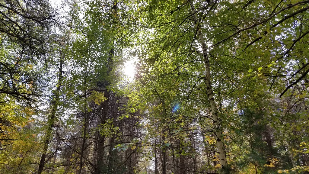 Parc Arthur-Vaillancourt | 1325 Rue Arthur-Vaillancourt, Trois-Rivières, QC G8V, Canada
