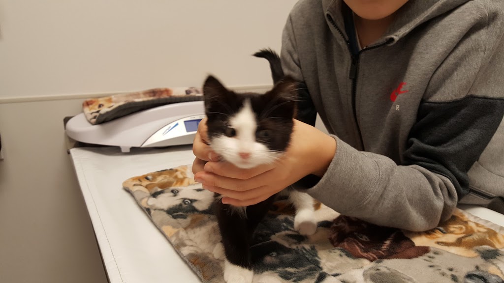 Lessard - Callingwood Veterinary Hospital Ltd | 7514 178 St NW, Edmonton, AB T5T 2Y5, Canada | Phone: (780) 481-5678