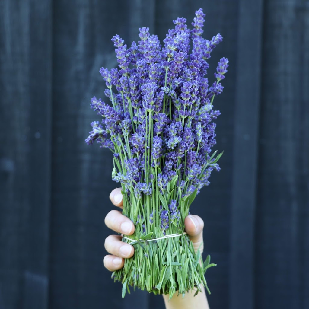 Kelso Lavender | 8649 Appleby Line, Campbellville, ON L0P 1B0, Canada | Phone: (647) 473-4007