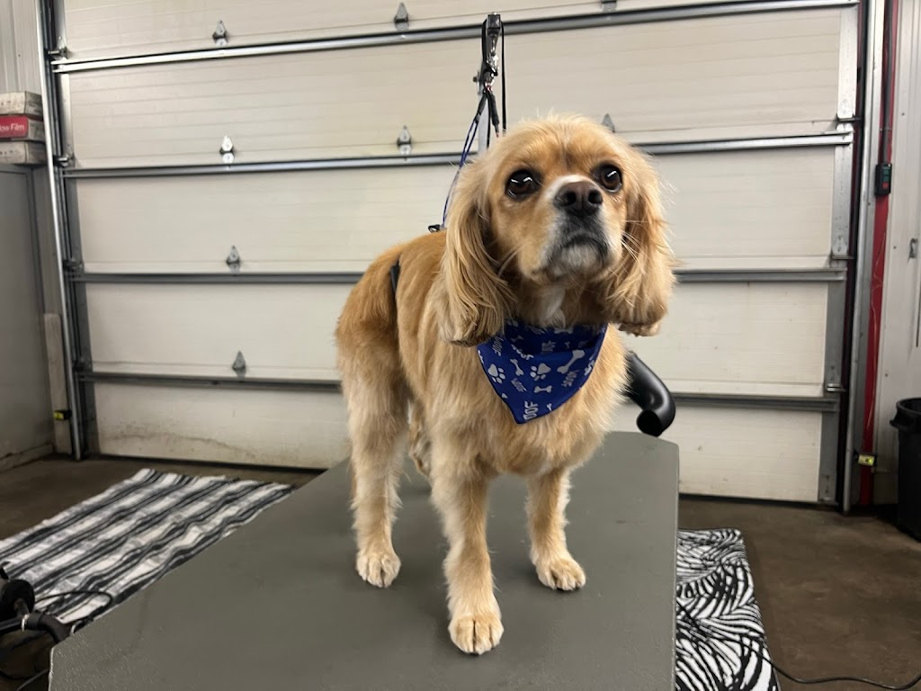 K9 Clippers | 14 Industrial Park Rd, Haliburton, ON K0M 1S0, Canada | Phone: (289) 383-5964