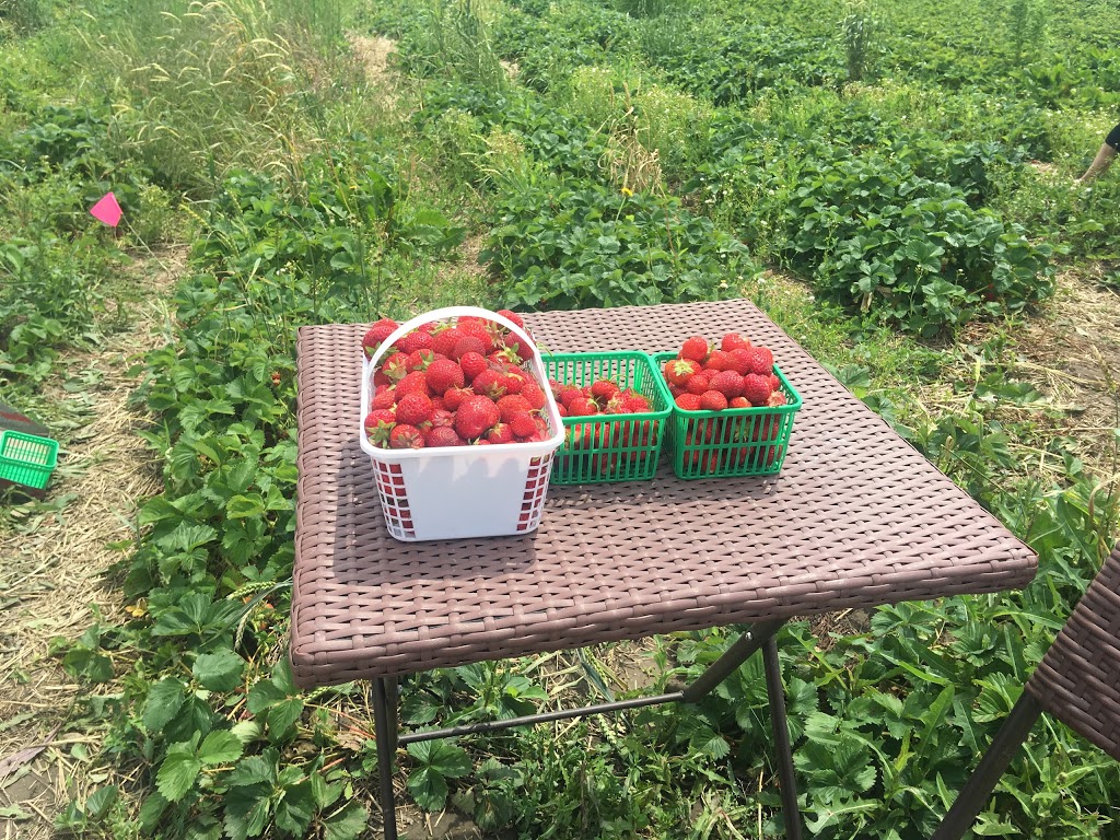 Red Barn Berries | 744716 County Rd 17, Woodstock, ON N4S 7V7, Canada | Phone: (519) 537-3756