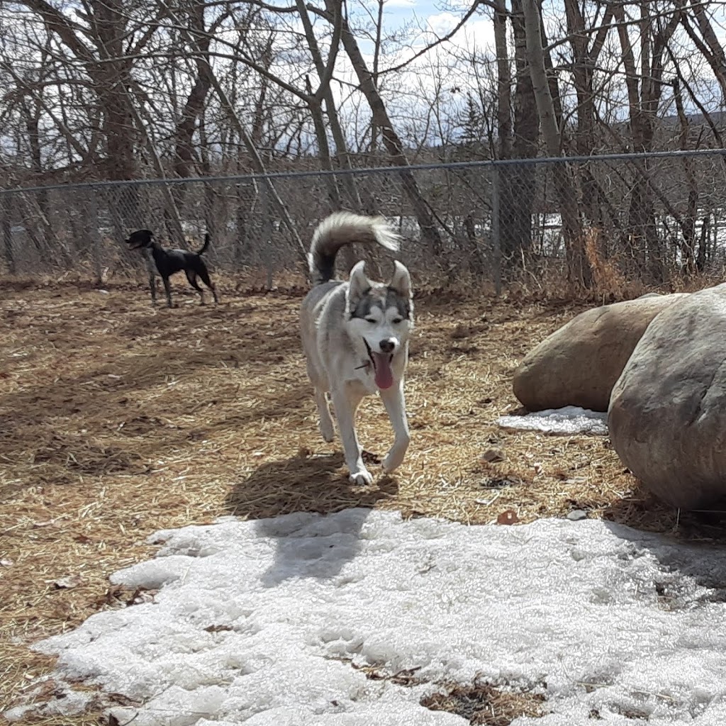 Hayleys Pets Play dog walker | 533 Schubert Pl NW, Calgary, AB T3L 1X3, Canada | Phone: (403) 467-0150