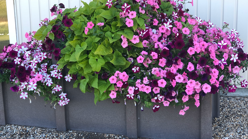 Big Muddy Greenhouse | Castle butte, Bengough, SK S0C 0K0, Canada | Phone: (306) 268-2627