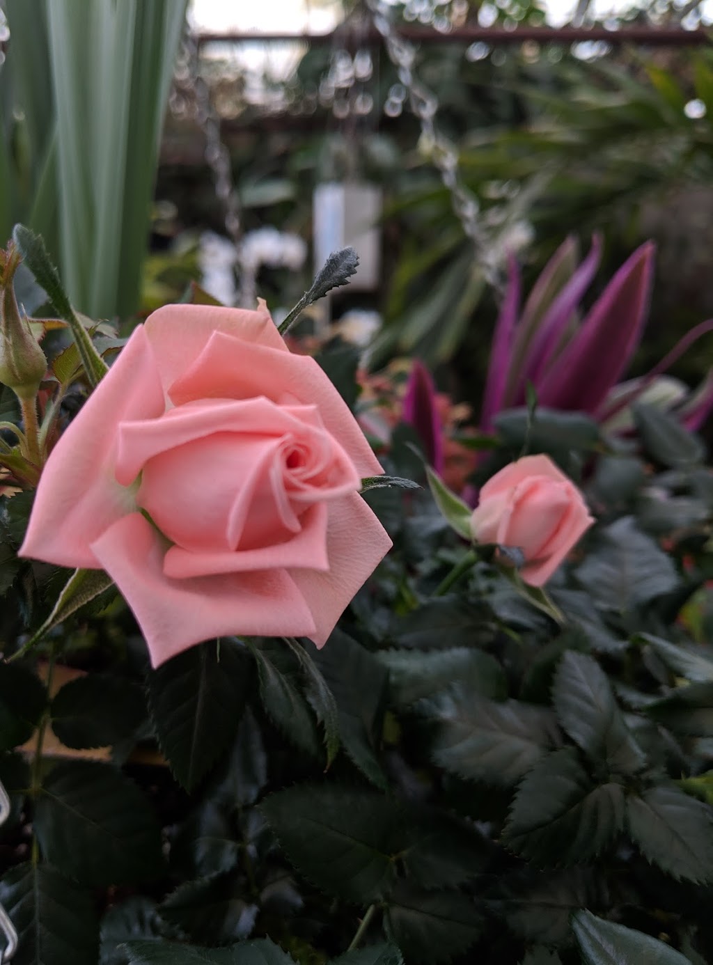 Municipal Greenhouses | 1100 Cornwall Rd, Oakville, ON L6J 8B1, Canada | Phone: (905) 845-6601
