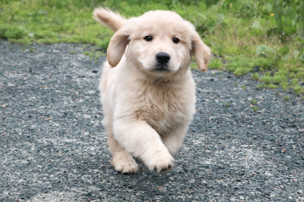 Roaming Rovers Dog Kennels Inc. | 265 Holland Rd, Fletchers Lake, NS B2T 1A1, Canada | Phone: (902) 497-5191