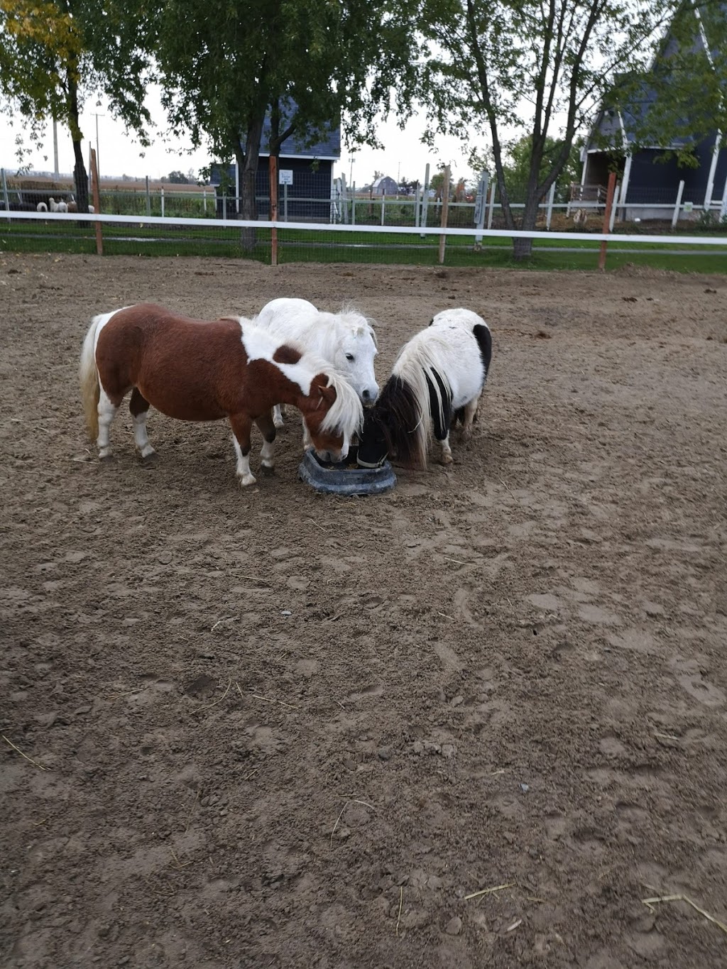 Mini Pony Mirabel | 19370 Rue Victor, Mirabel, QC J7J 0C5, Canada