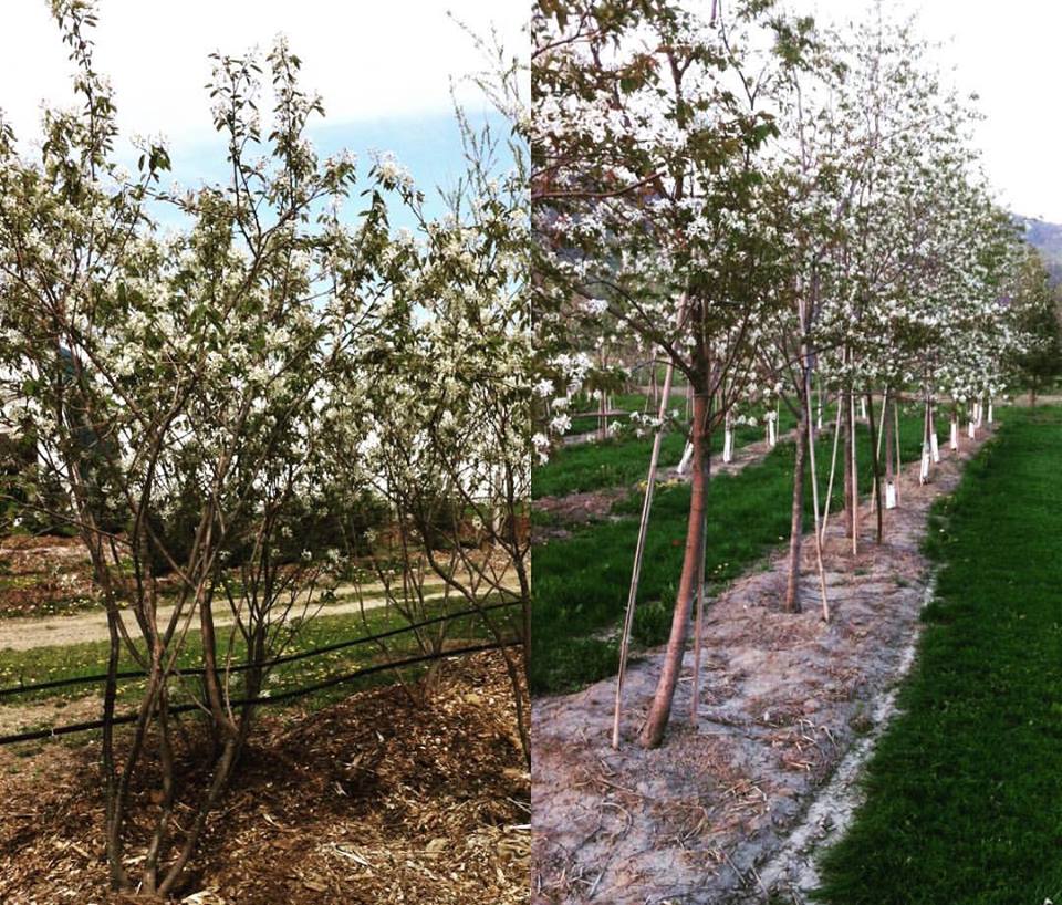 Horticulture Latrémouille | 1892 Chem. de la Montagne, Luskville, QC J0X 2G0, Canada | Phone: (819) 455-9171