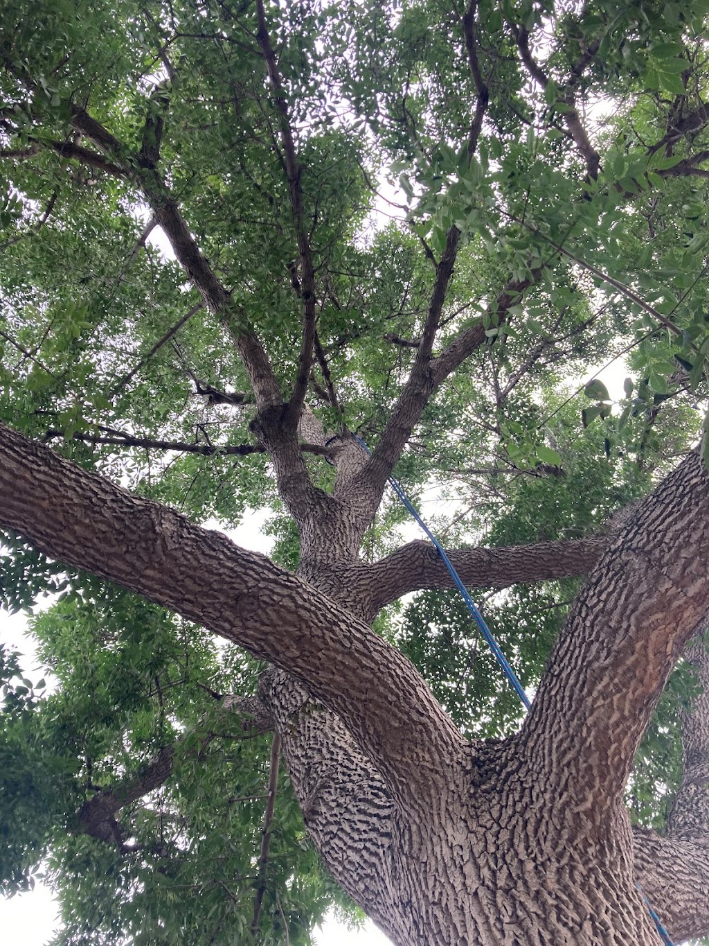 Nordic Tree Care | 13 Ken Richie Way, Canmore, AB T1W 2T5, Canada | Phone: (250) 462-6551