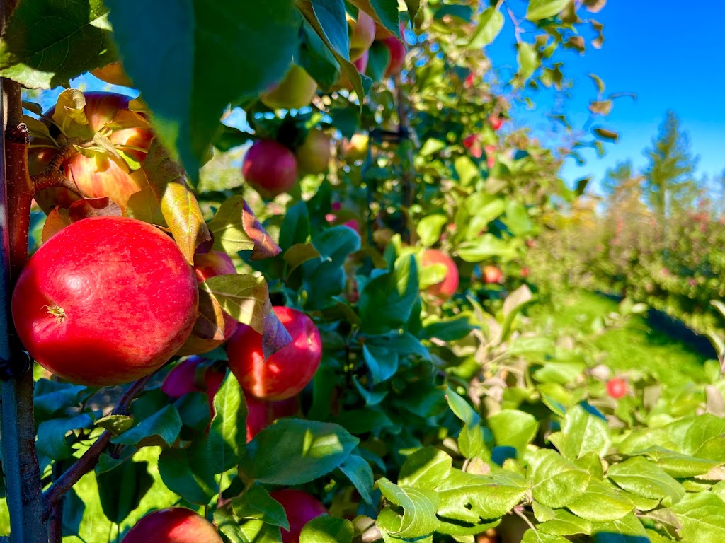 Irishview Estates Apple Orchard | 2480 NB-115, Irishtown, NB E1H 2M1, Canada | Phone: (506) 384-0294