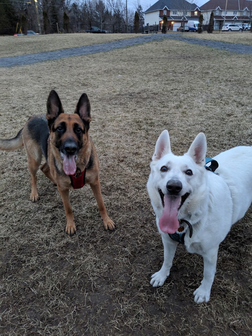 Dog Park | River St, Gananoque, ON K7G 2P8, Canada