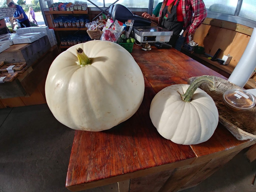 Sams Place Farm Market | 4665 Hwy 24, Scotland, ON N0E 1R0, Canada | Phone: (519) 446-9992