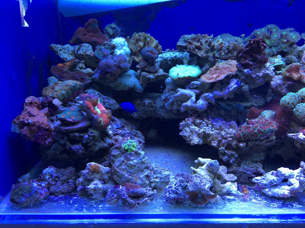 Wais Aquarium Ltd. | Bay 4, 222 16 Avenue Northeast, Calgary, AB T2E 1J8, Canada | Phone: (403) 276-3933