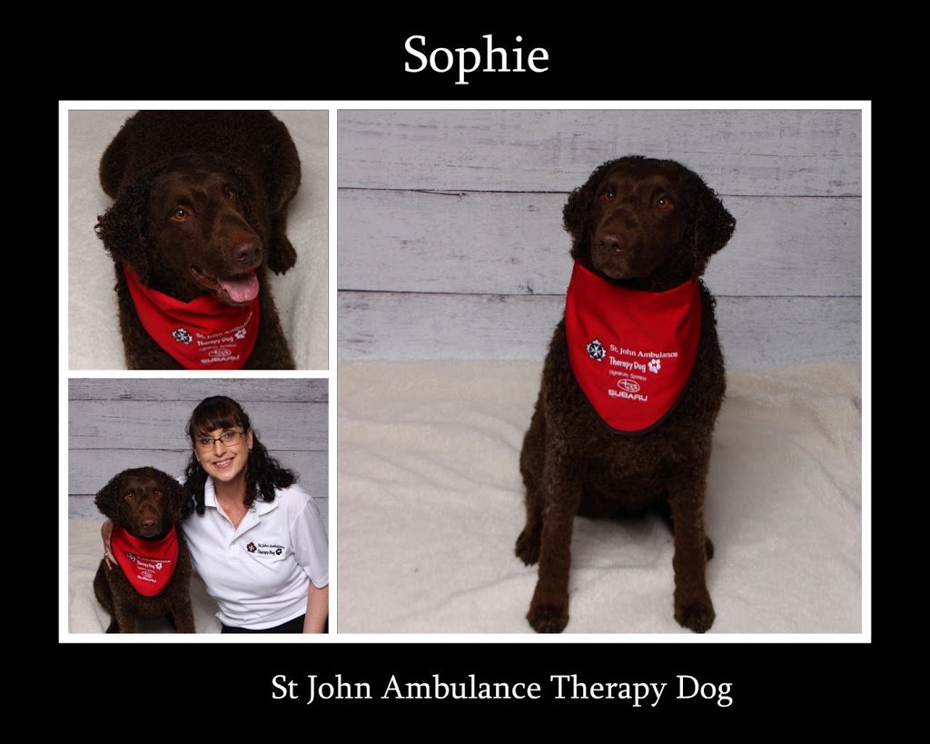 Anchor Counselling & Animal Assisted Therapy | 174108 Mulock Rd, Elmwood, ON N0G 1S0, Canada | Phone: (519) 440-9776
