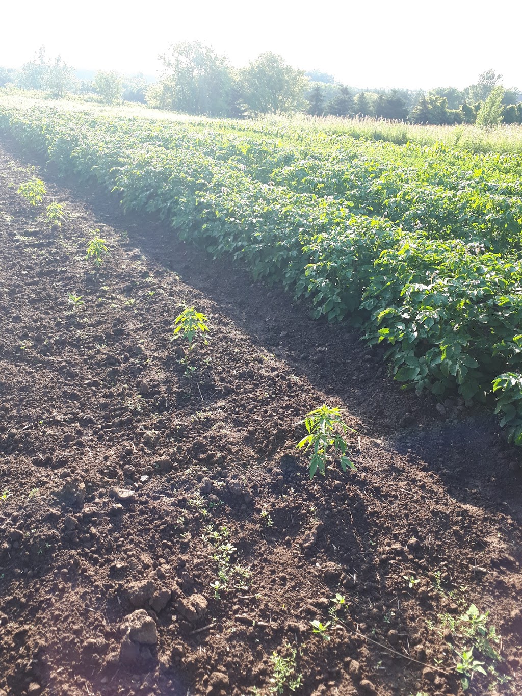 Stone-Tool-Seed | 372 Harley Rd, Harley, ON N0E 1E0, Canada | Phone: (226) 966-3382