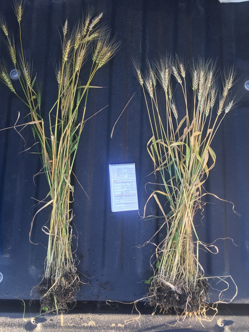 Center Field Inspections Ltd. | 517 2 Ave W, Three Hills, AB T0M 2A0, Canada | Phone: (844) 442-1542