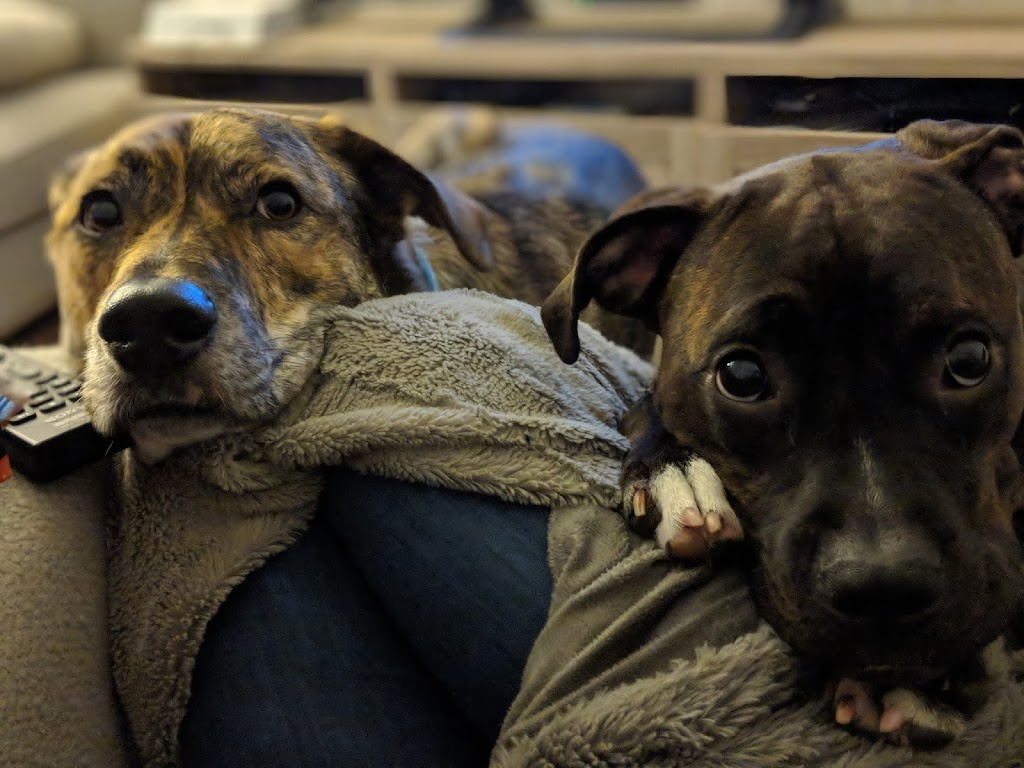 Bark Busters In Home Dog Training - Montreal | 615 Av. Clarke, Westmount, QC H3Y 3E5, Canada | Phone: (514) 592-1222