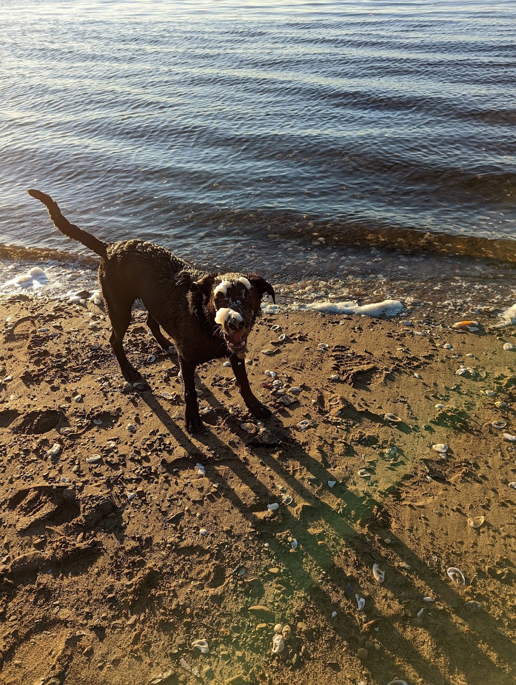Bridgetown Animal Hospital | 5 Queen St, Bridgetown, NS B0S 1C0, Canada | Phone: (902) 665-4333