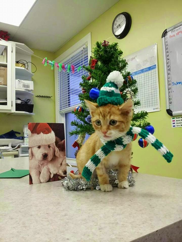 Avalon Animal Hospital | 556 Logy Bay Rd, St. Johns, NL A1A 5G6, Canada | Phone: (709) 754-1750