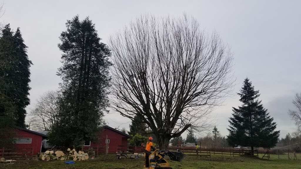 Fields Tree Service Inc. | 34351 Harris Rd, Abbotsford, BC V3G 1R8, Canada | Phone: (778) 838-9720