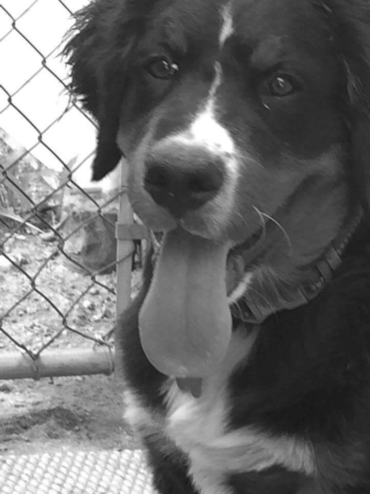Trillium Woods Kennels | 1189 Royal Pines Rd, Golden Lake, ON K0J 1X0, Canada | Phone: (613) 281-0716