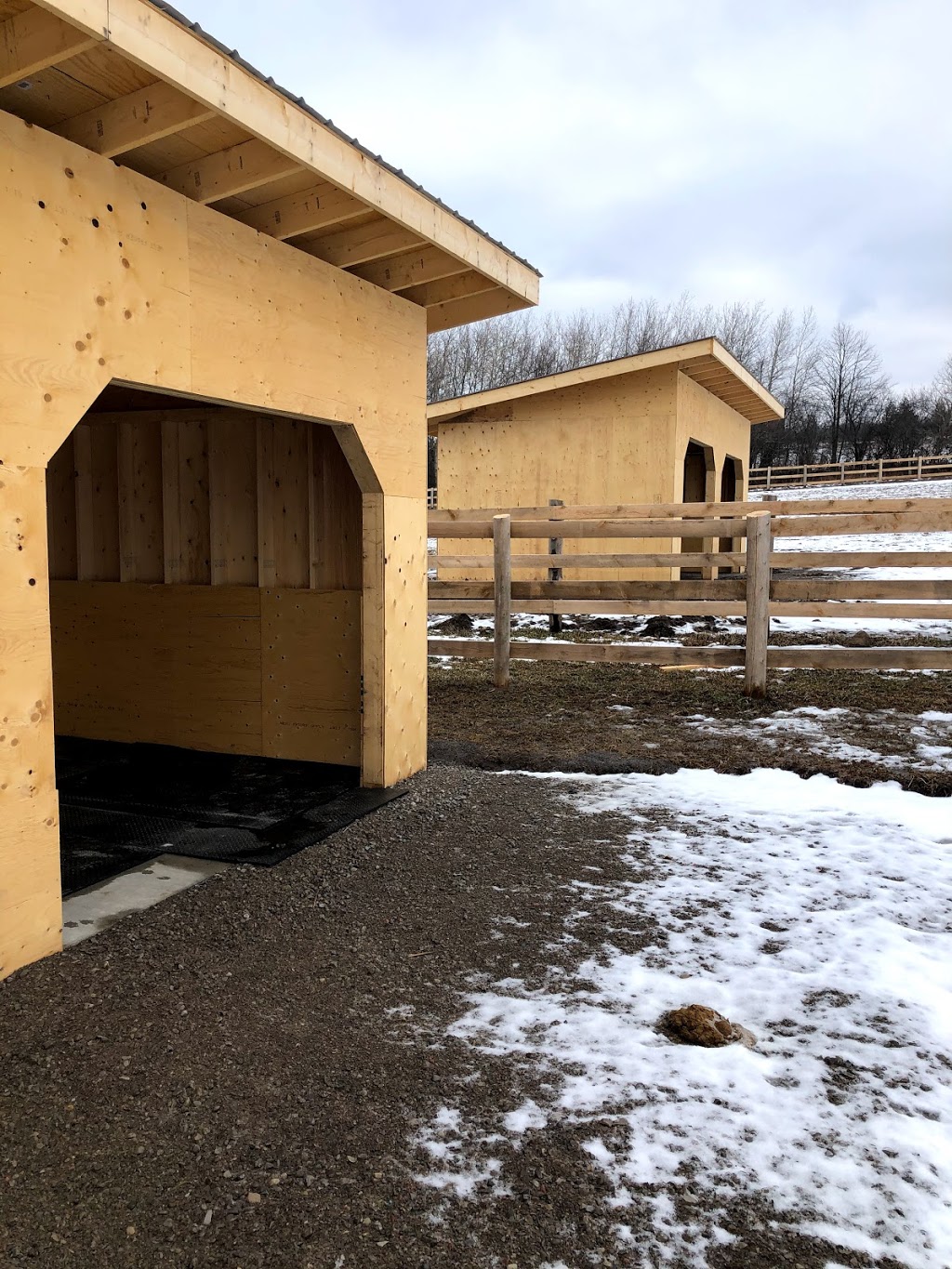 Carter Sport Horses | 670 Wilson Line, Cavan, ON L0A 1C0, Canada | Phone: (647) 913-5344