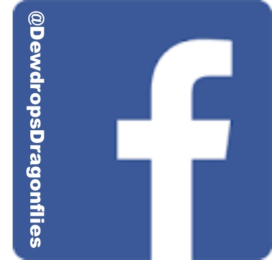 Dewdrops & Dragonflies | 247 Hodgson Dr, Newmarket, ON L3Y 1E3, Canada | Phone: (416) 786-1497
