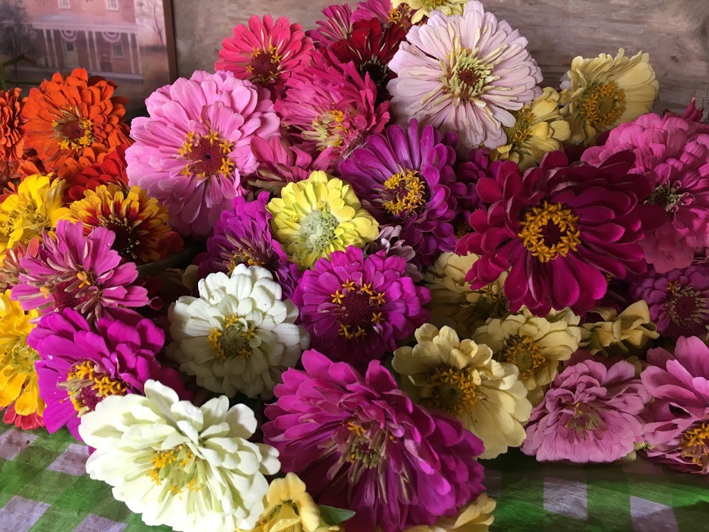 Rural Roots Nursery and Market Garden | 2674 County Rd 42, Stayner, ON L0M 1S0, Canada | Phone: (705) 305-3514